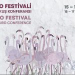 turkiyenin-ilk-flamingo-festivali-izmirde-gerceklesiyor-t3g3w321.jpg