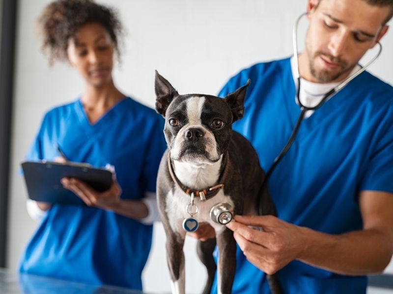 Evcil Dostlarımızın Sağlığı İçin Veteriner Klinikleri
