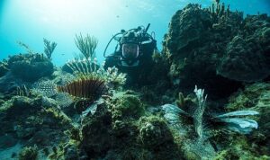 bbc-earth-denizalti-ve-yeryuzundeki-muhtesem-manzaralari-evlere-getiriyor-mRO7lQ8b.jpg