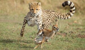 national-geographic-now-sec-izle-servisi-mart-ayinda-yirticilar-yilanlar-tehlikeli-yollar-ve-mega-muhendislikin-Vy9h2Ai4.jpg