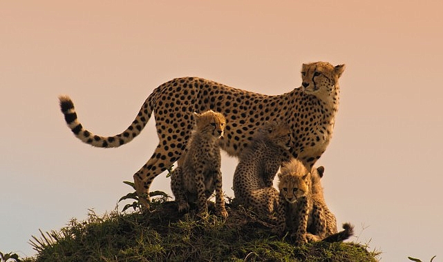 Memeli Canlıların İlham Verici Hikayeleri BBC Earth’te