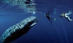 national-geographic-now-sec-izle-servisi-nisan-ayinda-dunya-gununu-kutluyor-AxFP6Tjx.jpg