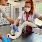 yarali-leylek-osmangazide-sifa-buldu.jpg