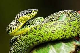 national-geographic-now-sec-izle-servisinin-mart-ayi-temasi-yilanlar.jpg