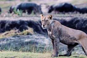 3-bolumden-olusan-katavi-afrikanin-yitirilmis-cenneti-5-mart-carsamba-gunu-20-00de-national-geographic-wild-ekranlarinda.jpg