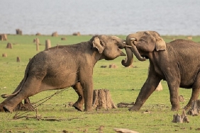 national-geographic-now-sec-izle-servisinin-nisan-ayi-temasi-hayvanlarin-gizemli-dunyasi.jpg