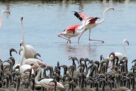 flamingolarin-buyuleyici-dunyasi-bornovada.jpg