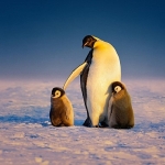 penguenlerin-gizemli-dunyasi-art-arda-3-bolumuyle-22-nisan-sali-gunu-20-00de-national-geographic-wild-ekranlarina-geliyor.jpg