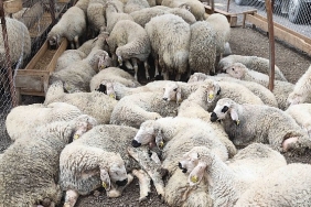cankaya-kurban-bayramina-hazir.jpg