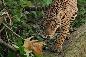 jaguar-guyananin-orman-ustasi-3-mayis-cumartesi-gunu-20-00de-national-geographic-wild-ekranlarinda.jpg