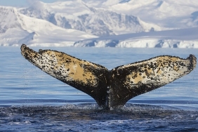 national-geographic-now-sec-izle-servisi-haziran-ayinda-dalgalarin-ardinda-temasi-ile-izleyicilerle-bulusuyor.jpg