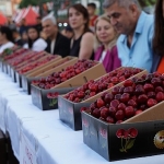 52nci-altin-kiraz-kultur-ve-sanat-festivali-coskuyla-kutlandi.jpg
