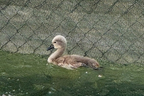 baskentin-simgesi-kugulu-park-parladi.jpg