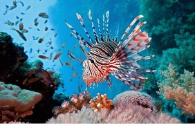 vahsi-kiyilar-kusagina-ozel-resif-avcilari-10-agustos-pazar-20-00de-national-geographic-wild-ekranlarinda.jpg