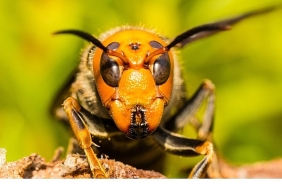 asyanin-vahsi-esek-arilari-6-eylul-cumartesi-20-00de-national-geographic-wild-ekranlarinda.jpg