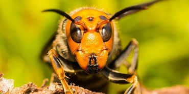 asyanin-vahsi-esek-arilari-6-eylul-cumartesi-20-00de-national-geographic-wild-ekranlarinda.jpg