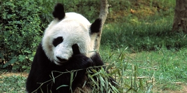 asyanin-vahsi-sirlari-ozel-13-eylul-cumartesi-20-00de-national-geographic-wild-ekranlarinda-izleyicilerle-bulusuyor.jpg