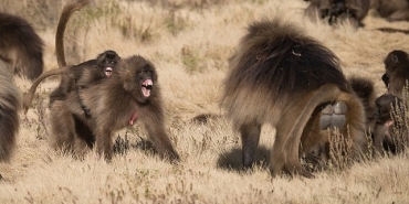 maymun-savaslari-28-eylul-pazar-20-00de-national-geographic-wild-ekranlarinda.jpg