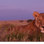 olumcul-safari-serinin-devam-bolumleriyle-7-eylulden-itibaren-pazar-gunleri-20-00de-national-geographic-wild-ekranlarinda.jpg