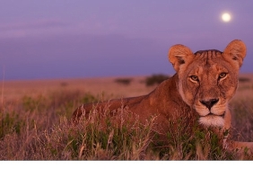 olumcul-safari-serinin-devam-bolumleriyle-7-eylulden-itibaren-pazar-gunleri-20-00de-national-geographic-wild-ekranlarinda.jpg
