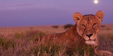 olumcul-safari-serinin-devam-bolumleriyle-7-eylulden-itibaren-pazar-gunleri-20-00de-national-geographic-wild-ekranlarinda.jpg