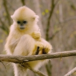 primatlar-dunyasi-28-eylul-pazar-21-00de-national-geographic-wild-ekranlarinda.jpg
