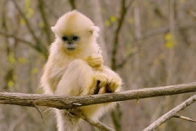 primatlar-dunyasi-28-eylul-pazar-21-00de-national-geographic-wild-ekranlarinda.jpg