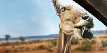 yeni-seri-vahsi-turden-yakinlasmalar-3-eylul-carsamba-20-00de-iki-bolumuyle-national-geographic-wild-ekranlarinda-izleyicilerle-bulusuyor.jpg