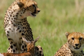 afrikanin-vahsi-dahileri-2-kasim-pazar-20-00de-national-geographic-wild-ekranlarinda.jpg