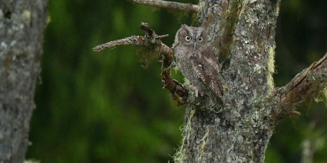 alaskanin-kahramanlari-minik-kahramanlar-ozel-4-ekim-cumartesi-20-00de-national-geographic-wild-ekranlarinda.jpg