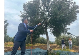 aliaga-4-zeytin-hasat-senliginde-bulusuyor.jpg