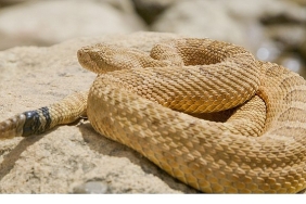 surungenler-gezegeni-12-ekim-pazar-20-00de-national-geographic-wild-ekranlarinda.jpg