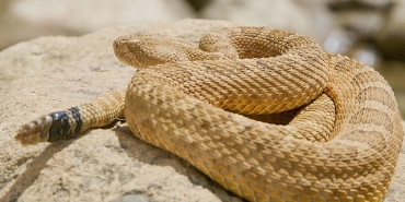 surungenler-gezegeni-12-ekim-pazar-20-00de-national-geographic-wild-ekranlarinda.jpg