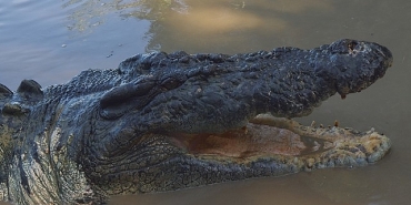 timsah-avustralyanin-hayatta-kalani-5-ekim-pazar-20-00de-national-geographic-wild-ekranlarinda.jpg