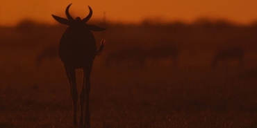 iki-bolumden-olusan-mara-yeniden-dogus-16-ve-23-kasim-pazar-gunleri-20-00de-national-geographic-wild-ekranlarinda-izleyicilerle-bulusuyor.jpg