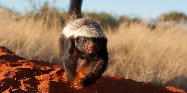 inanilmaz-bal-porsugu-30-kasim-pazar-20-00de-national-geographic-wild-ekranlarinda.jpg