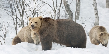 boz-ayinin-kisi-7-aralik-pazar-20-00de-national-geographic-wild-ekranlarinda.jpg