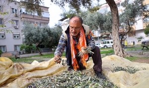 bucada-zeytin-hasadi-zamani.jpg
