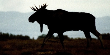 vahsi-kisla-yaris-28-aralik-pazar-20-00de-national-geographic-wild-ekranlarinda.jpg