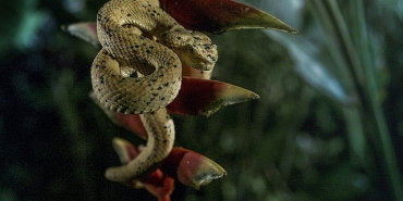 karanlik-cokunce-ozel-4-ocak-pazar-20-00de-national-geographic-wild-ekranlarinda.jpg