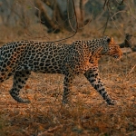 mashatu-leoparlarin-kralligi-8-subat-pazar-saat-20-00de-national-geographic-wild-ekranlarinda.jpg