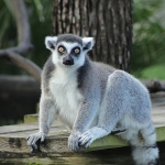 iki-bolumden-olusan-tampanin-sirlari-ozel-4-mayis-pazartesi-saat-20-00de-national-geographic-wild-ekranlarinda-izleyicilerle-bulusuyor.jpg