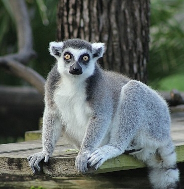 iki-bolumden-olusan-tampanin-sirlari-ozel-4-mayis-pazartesi-saat-20-00de-national-geographic-wild-ekranlarinda-izleyicilerle-bulusuyor.jpg