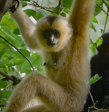 3 Bölümden Oluşan ‘Yağmur Ormanlarının Sesi’, 29 Ekim Perşembe Saat 20.00’de National Geographic WILD Ekranlarında İzleyicilerle Buluşuyor!