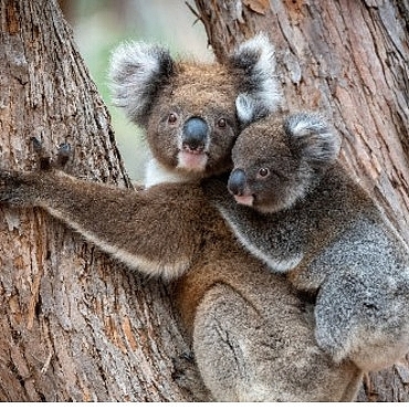 ‘Güneyin Minik Yavruları’,   31 Ekim Cumartesi Saat 20.00’de National Geographic WILD Ekranlarında İki bölüm Art Arda İzleyicilerle Buluşuyor!