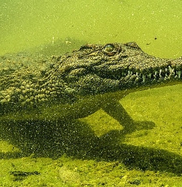 ‘Okavango’nun Vahşi Timsahları’,   4 Ekim Pazar Saat 20.00’de National Geographic WILD Ekranlarında!